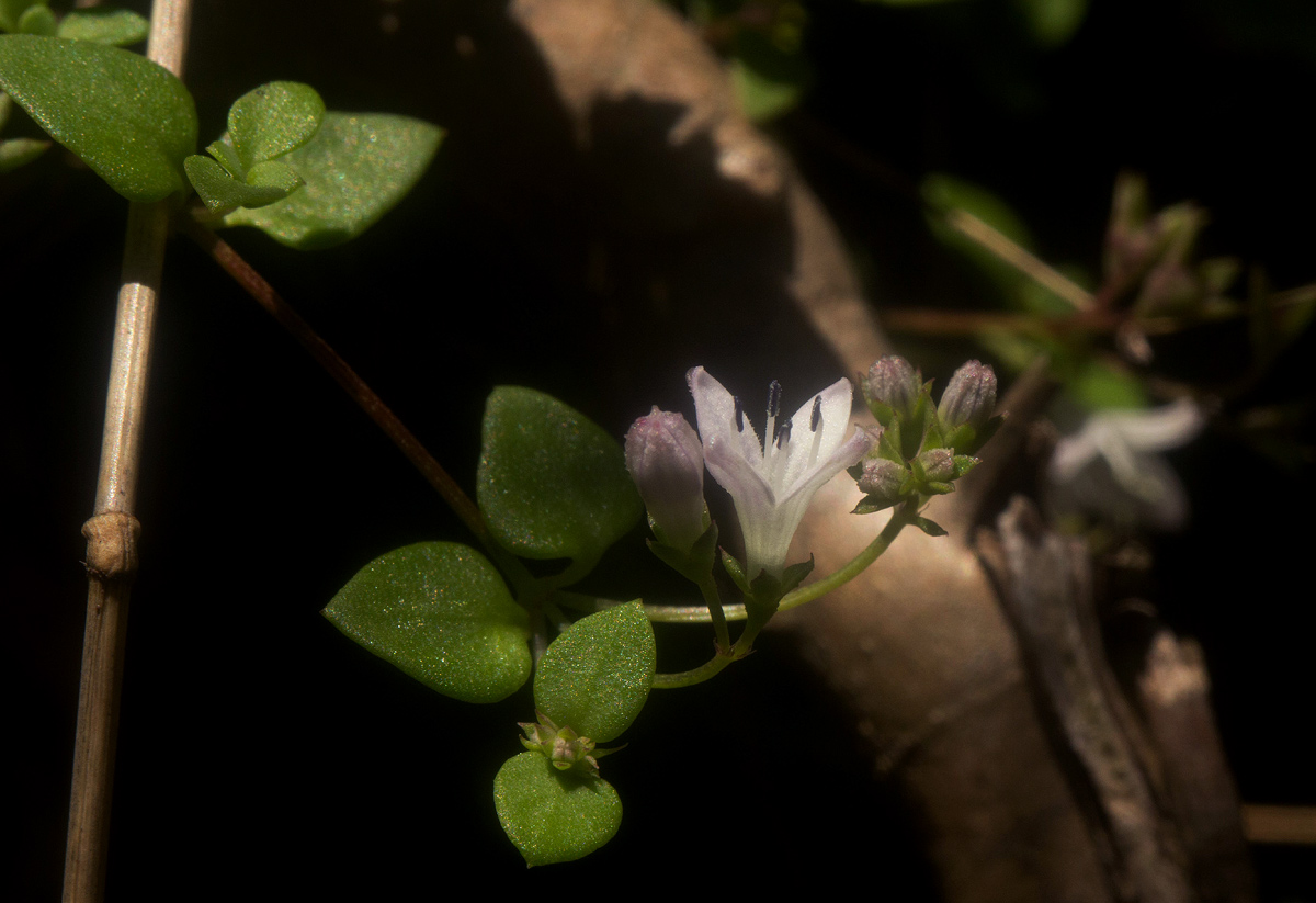 Oldenlandia rupicola var. rupicola