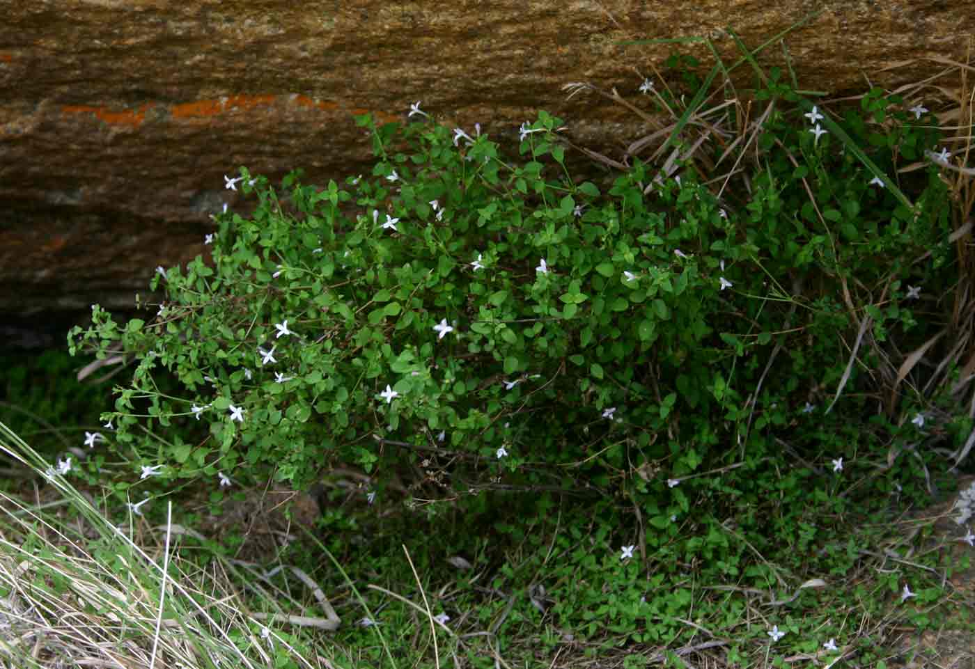Oldenlandia rupicola var. rupicola