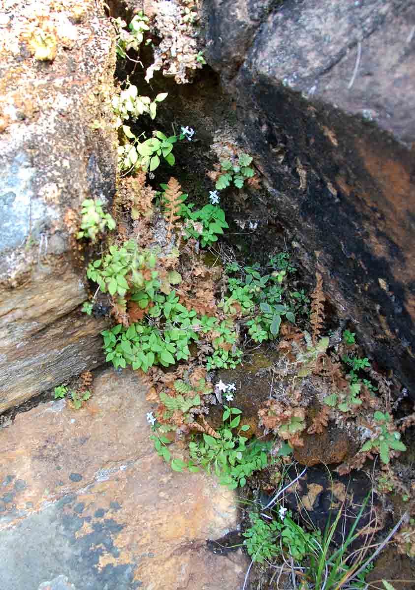 Oldenlandia rupicola var. rupicola