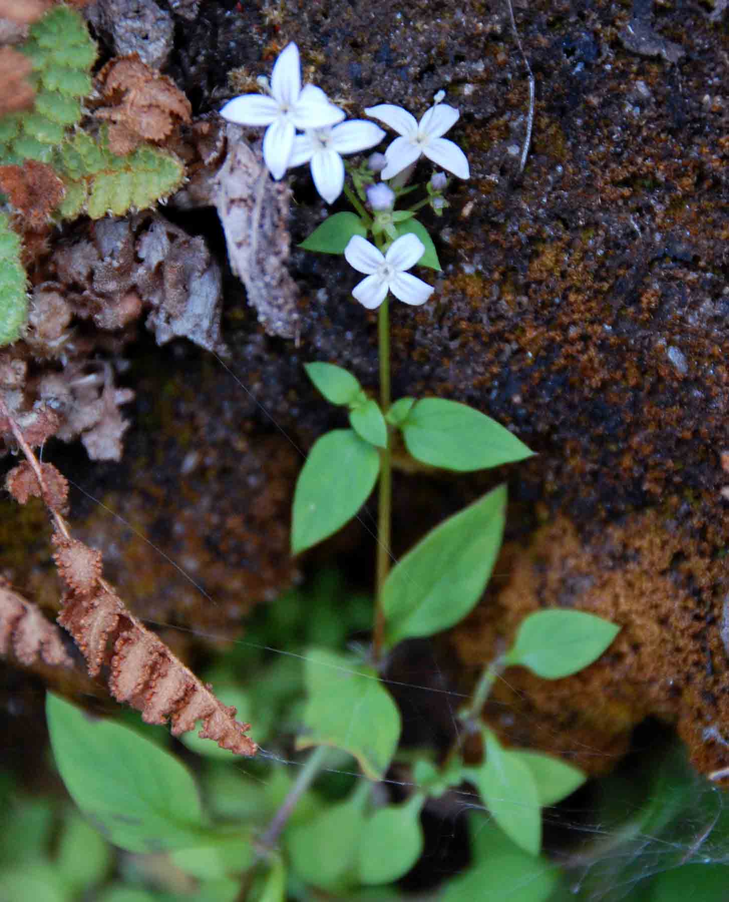 Oldenlandia rupicola var. rupicola