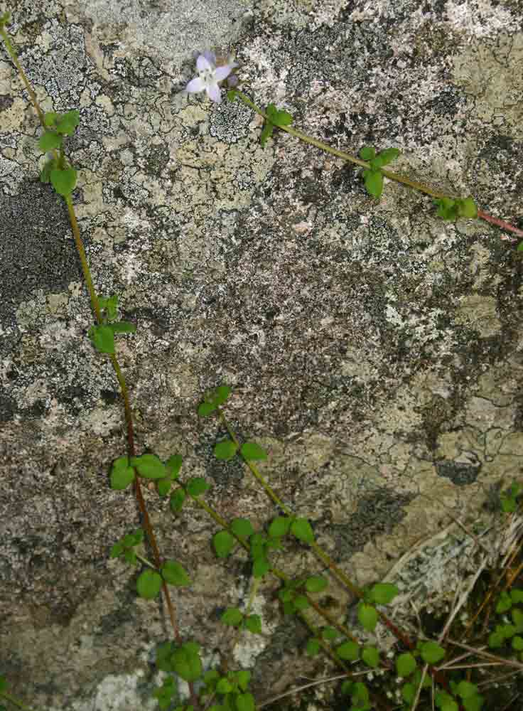 Oldenlandia rupicola var. rupicola