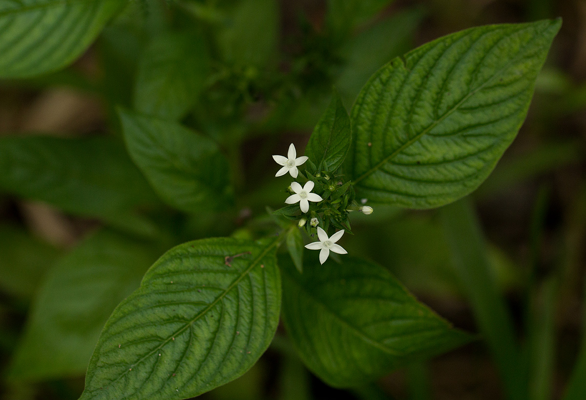 Pentas micrantha subsp. wyliei Pentas micrantha subsp. wyliei