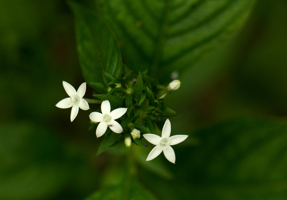 Pentas micrantha subsp. wyliei Pentas micrantha subsp. wyliei