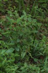 Pentas micrantha subsp. wyliei