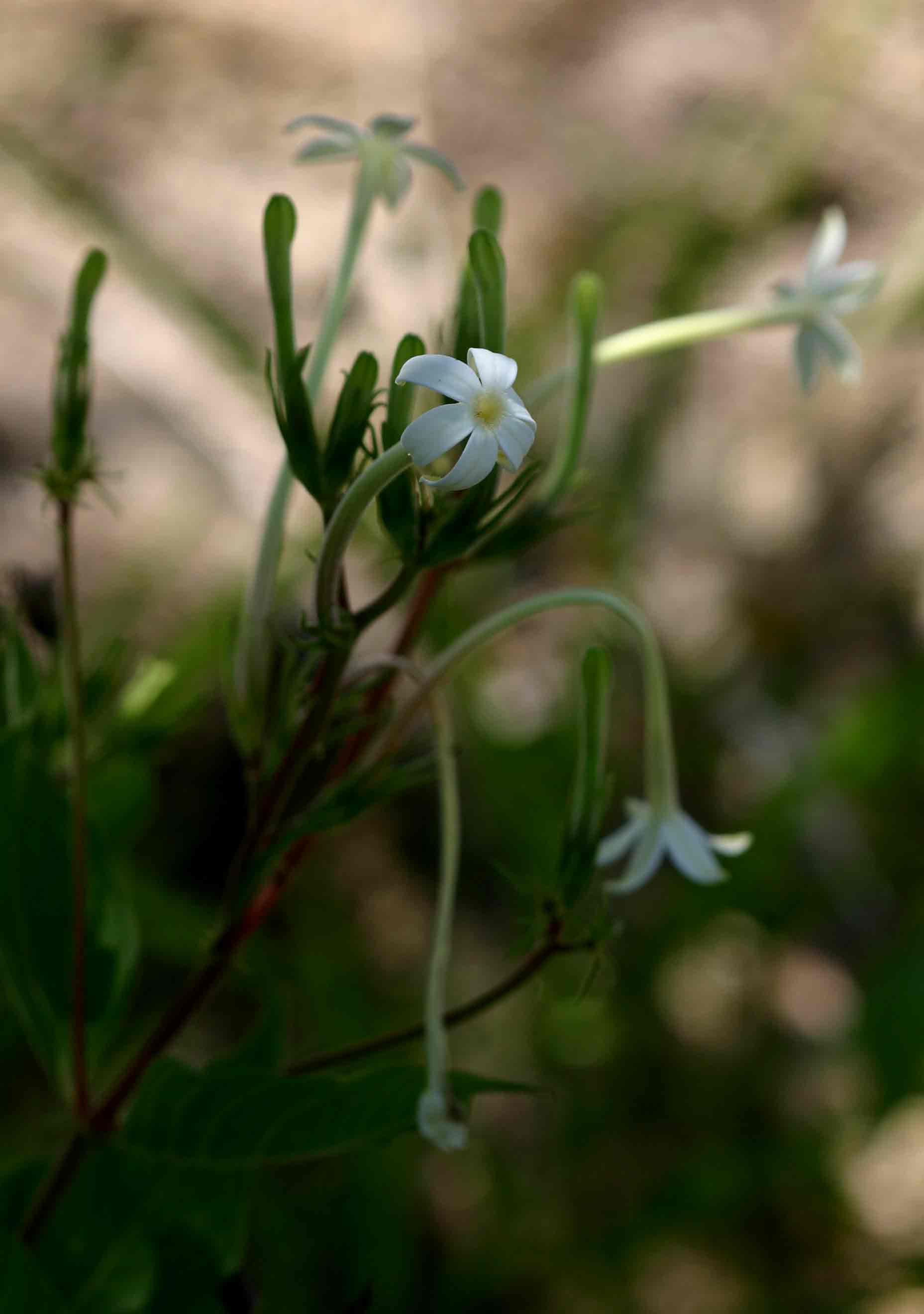 Pentas nobilis
