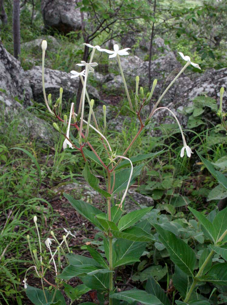 Pentas nobilis