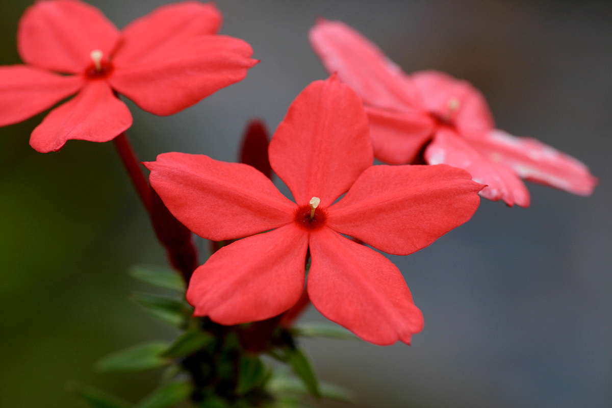 Otomeria elatior Otomeria elatior