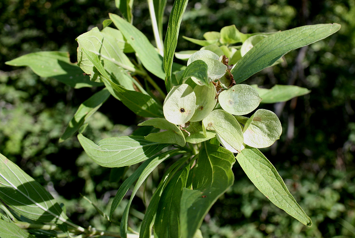 Carphalea pubescens