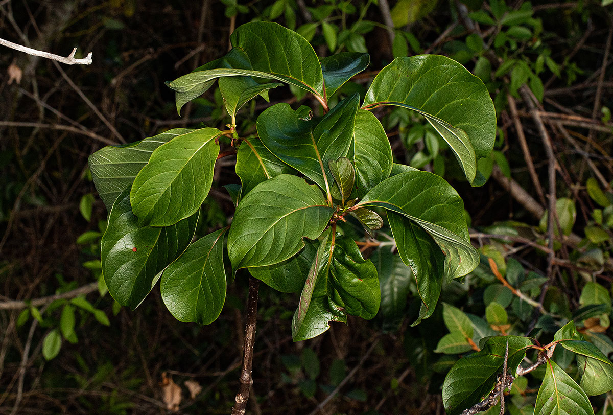 Hymenodictyon floribundum