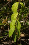 Hymenodictyon parvifolium subsp. parvifolium