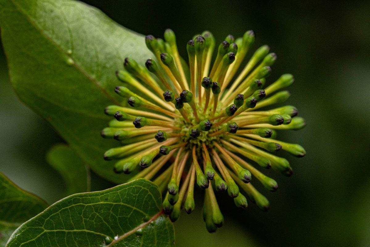 Cephalanthus natalensis