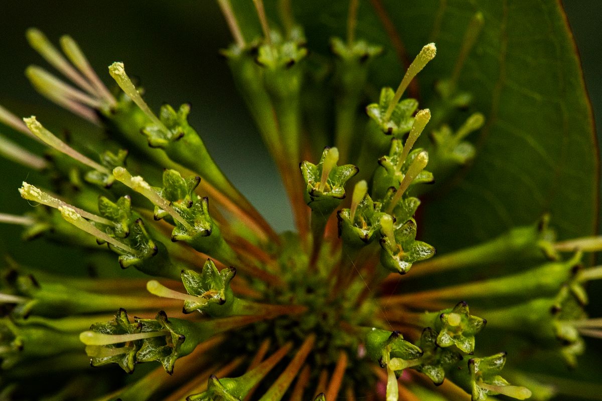 Cephalanthus natalensis