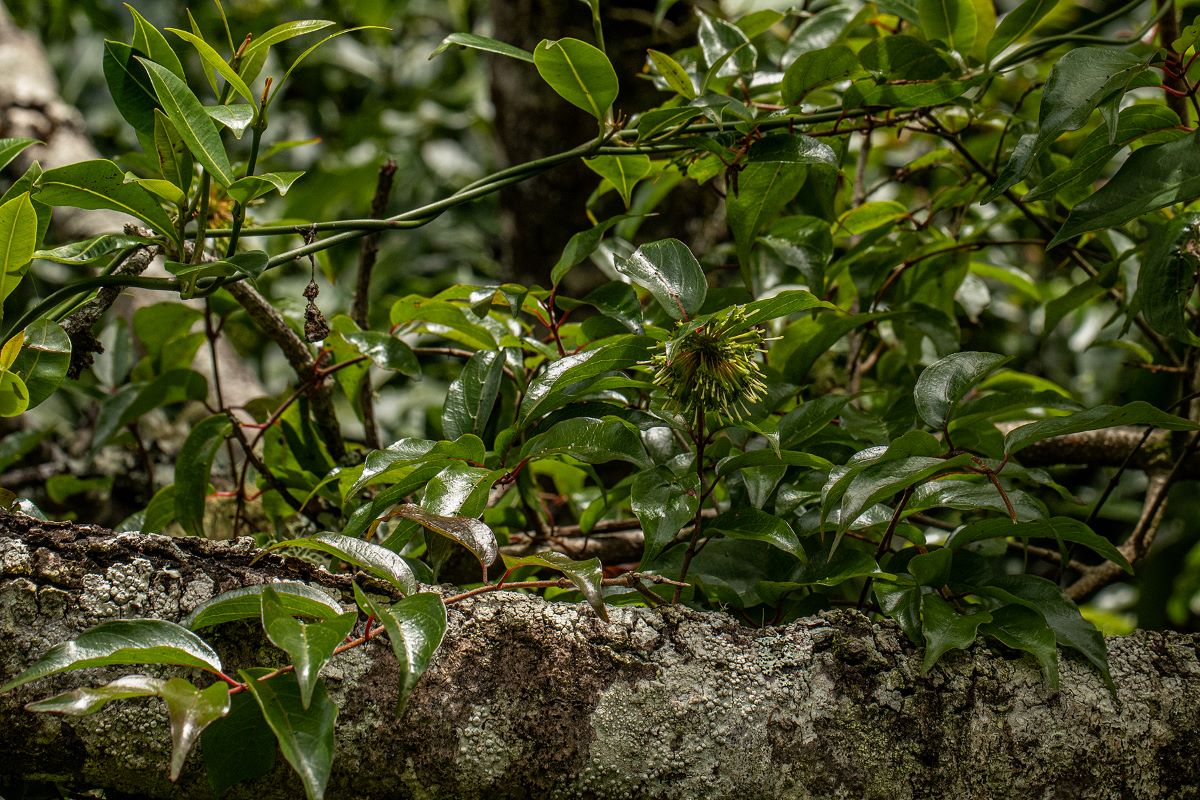 Cephalanthus natalensis Cephalanthus natalensis