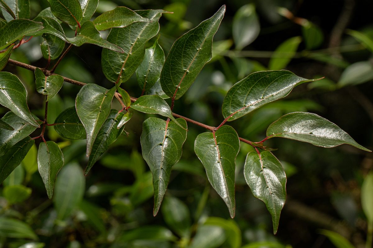 Cephalanthus natalensis