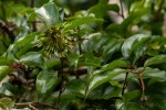 Cephalanthus natalensis