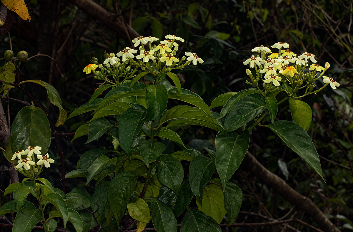 Mussaenda arcuata