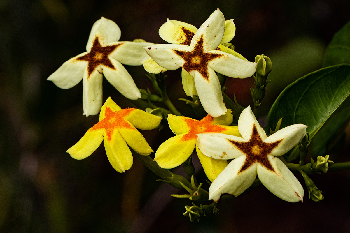 Mussaenda arcuata