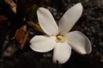 Leptactina benguelensis subsp. pubescens