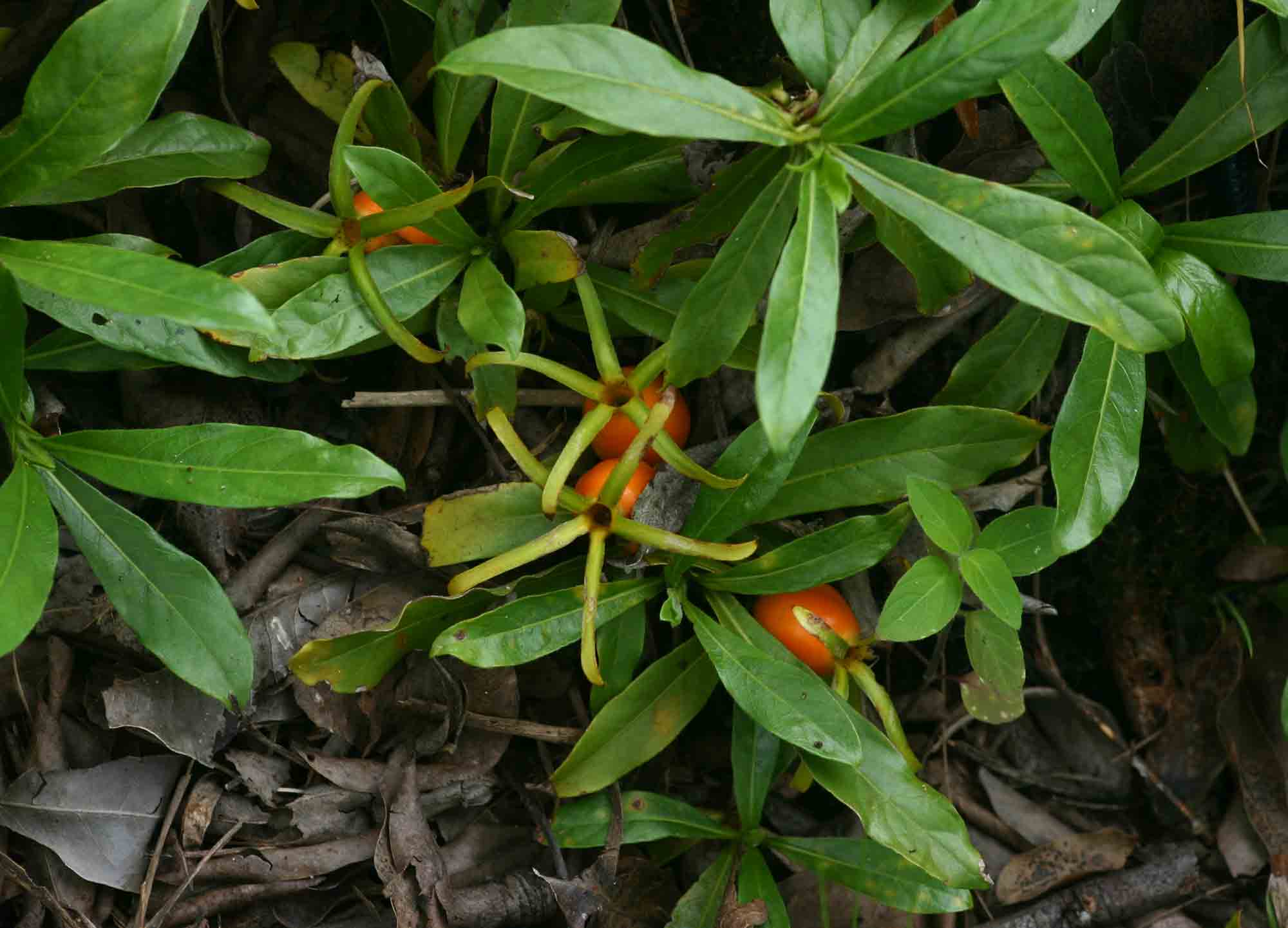 Leptactina benguelensis subsp. pubescens