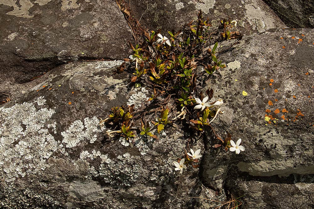 Leptactina benguelensis