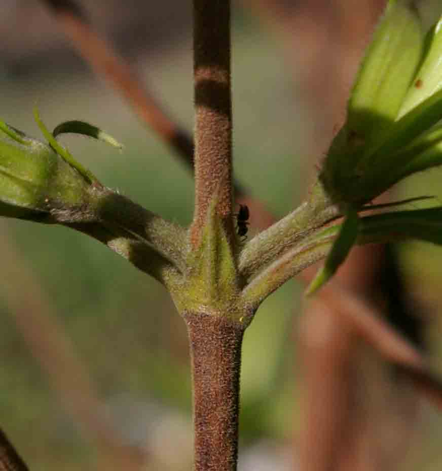 Leptactina delagoensis subsp. delagoensis