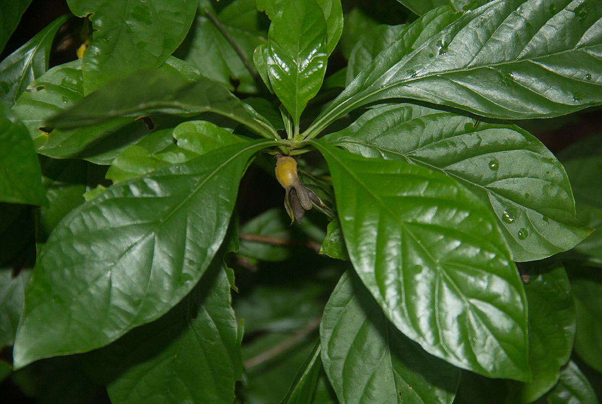 Leptactina delagoensis subsp. delagoensis
