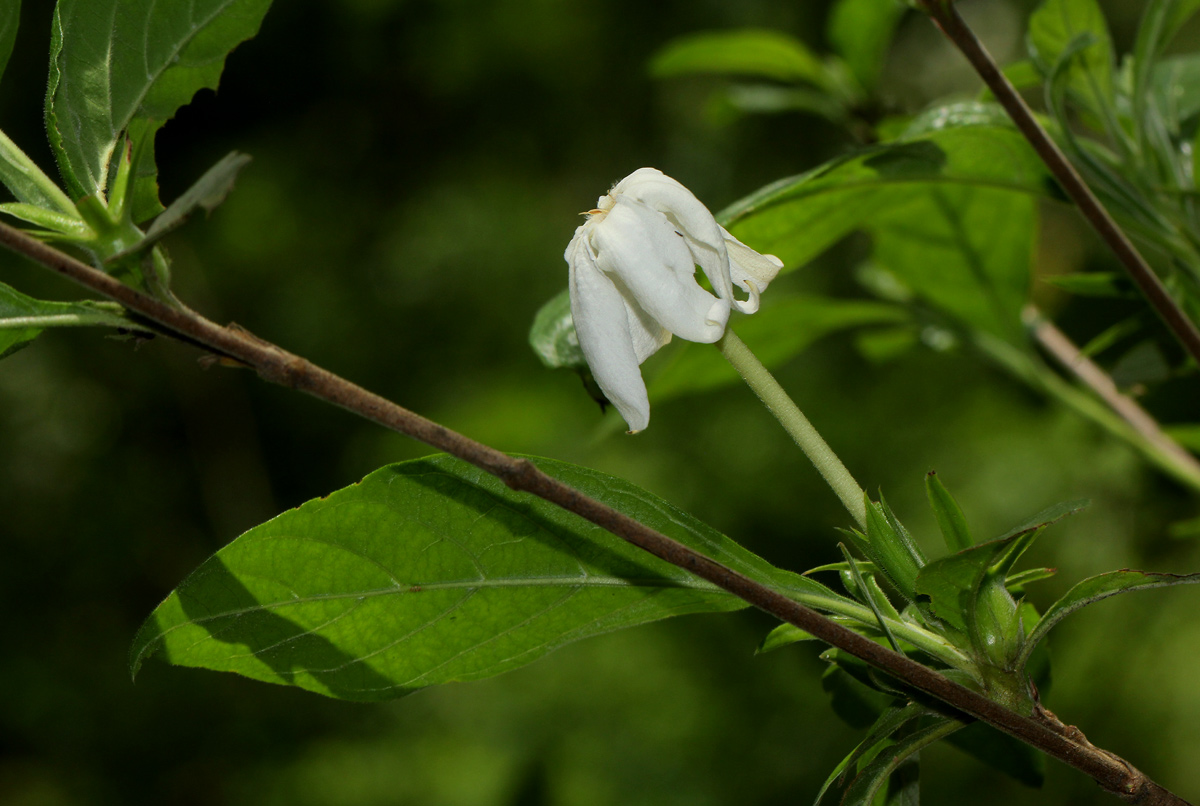 Leptactina delagoensis subsp. delagoensis