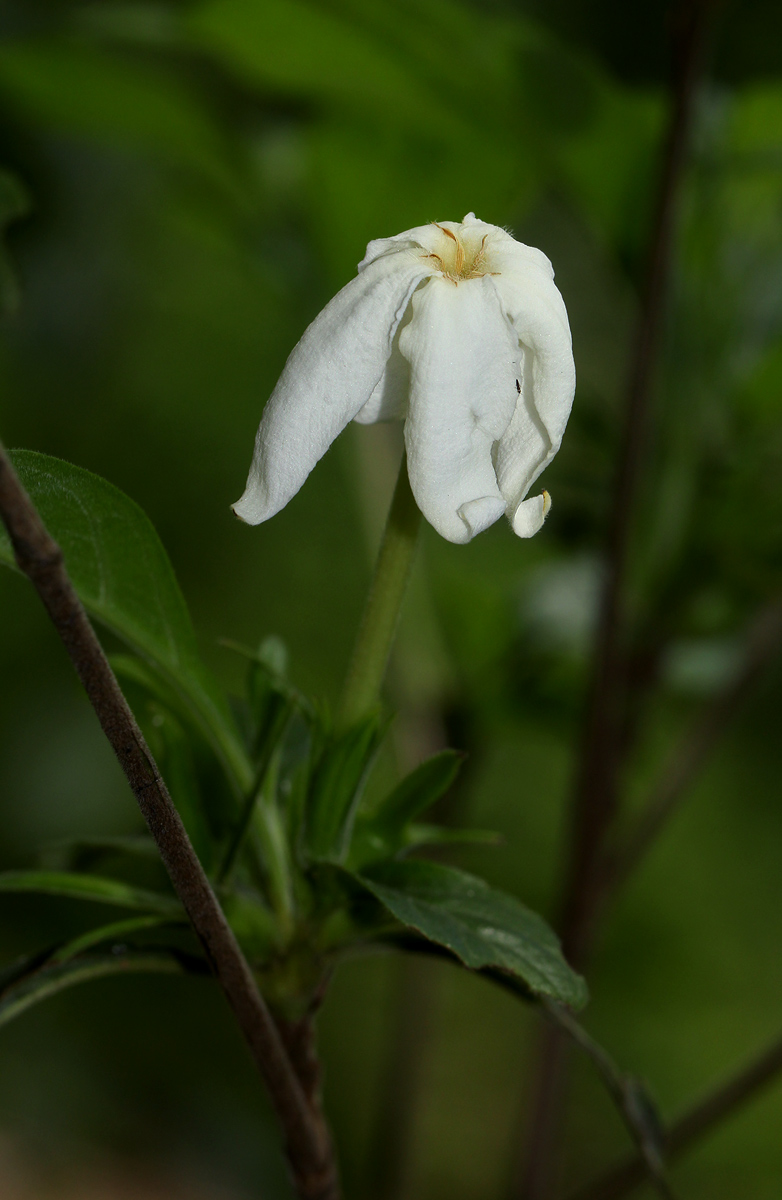 Leptactina delagoensis subsp. delagoensis