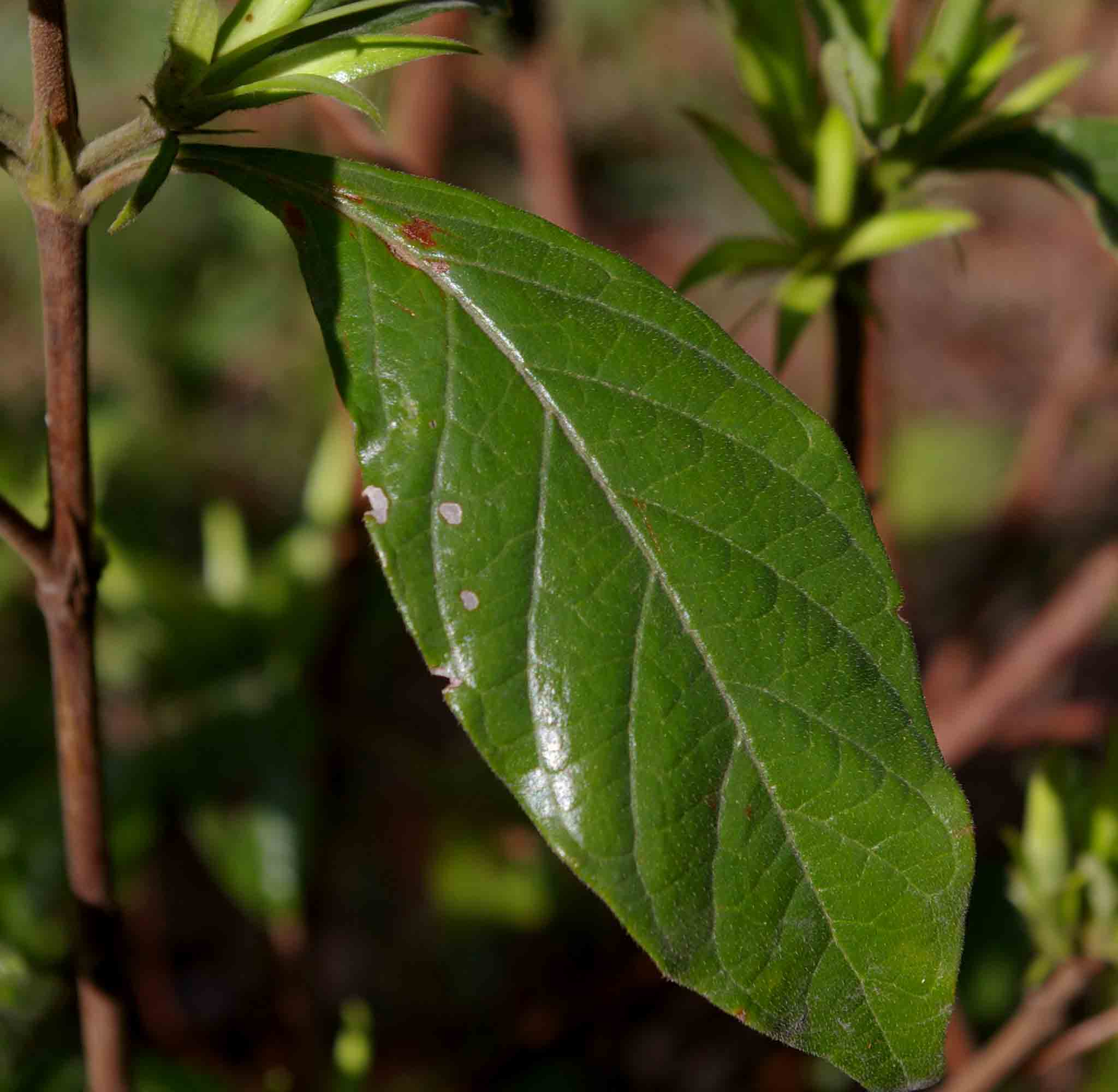 Leptactina delagoensis subsp. delagoensis Leptactina delagoensis subsp. delagoensis