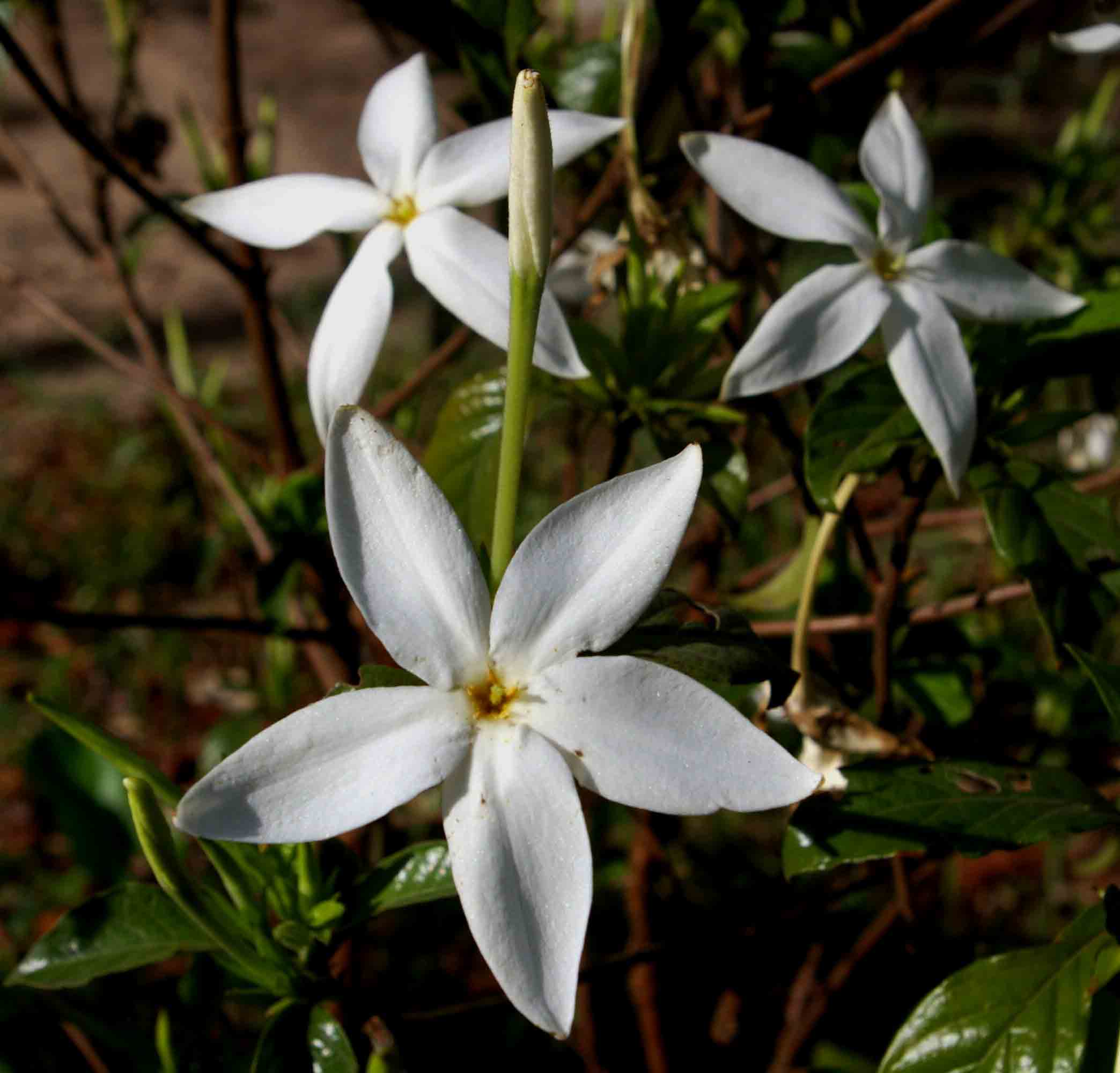 Leptactina delagoensis subsp. delagoensis Leptactina delagoensis subsp. delagoensis