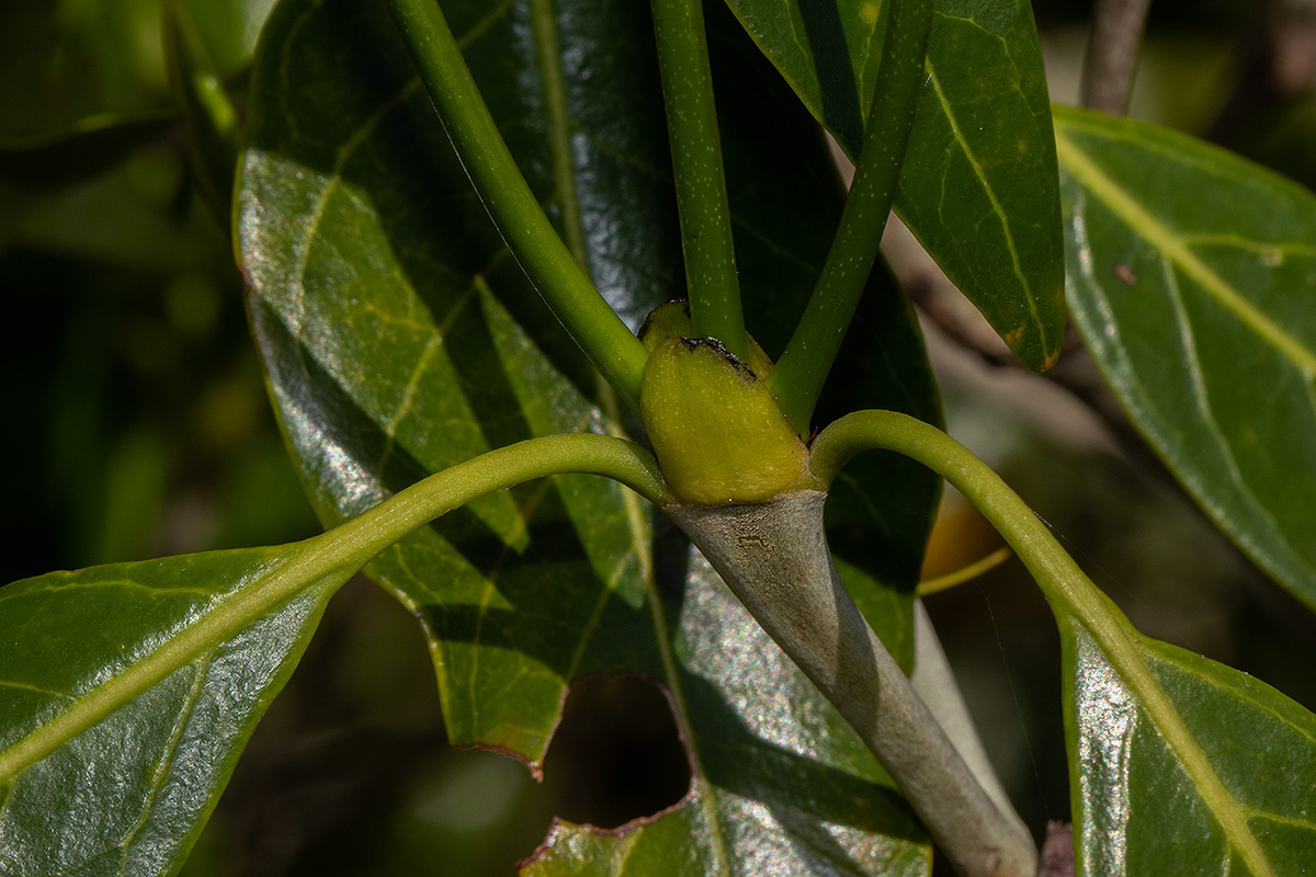 Tarenna pavettoides subsp. affinis