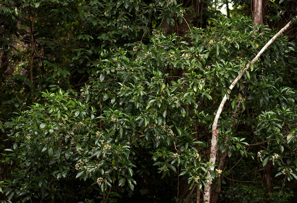Tarenna pavettoides subsp. affinis