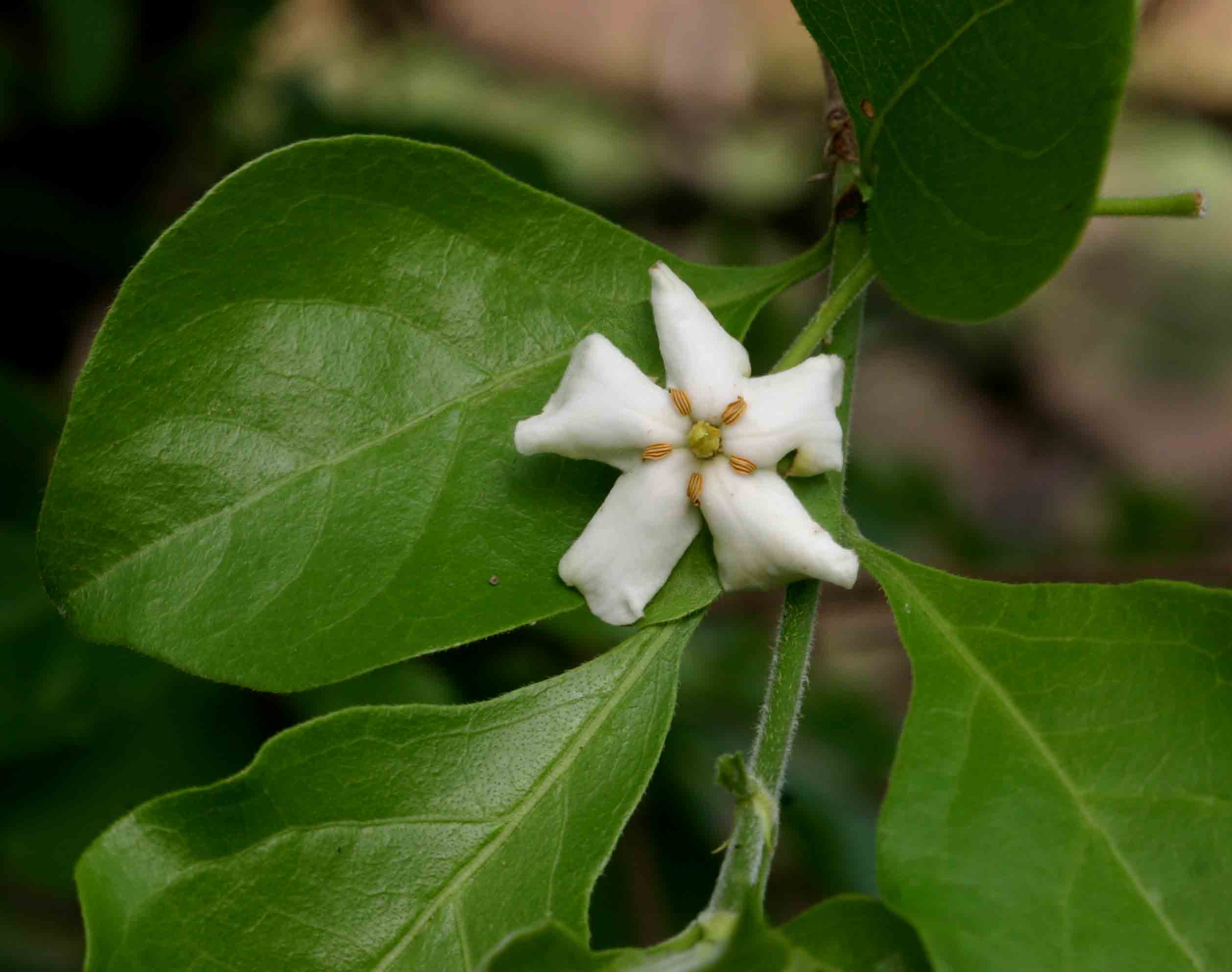 Catunaregam swynnertonii