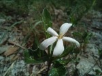 Gardenia brachythamnus