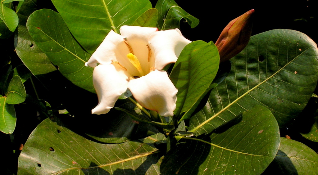Gardenia imperialis subsp. imperialis