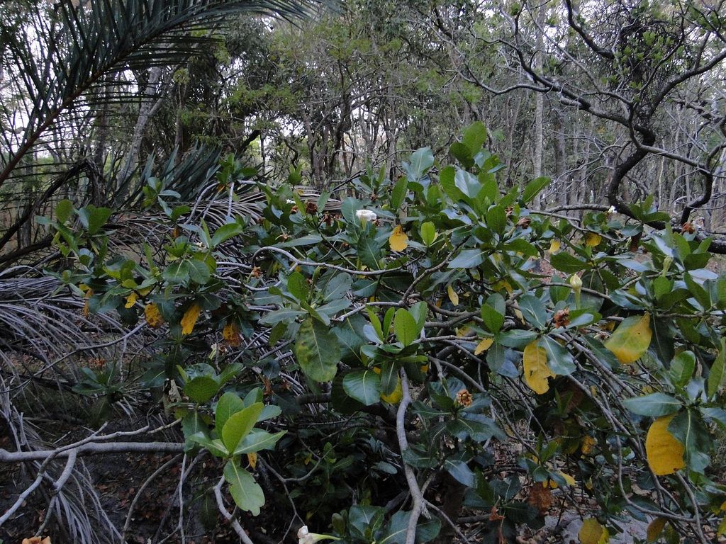 Gardenia imperialis subsp. imperialis