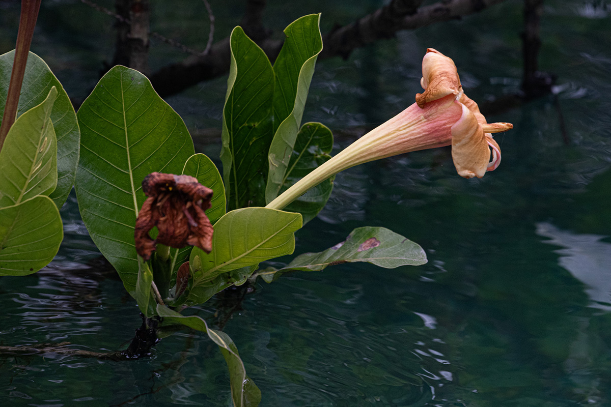 Gardenia imperialis subsp. imperialis Gardenia imperialis subsp. imperialis