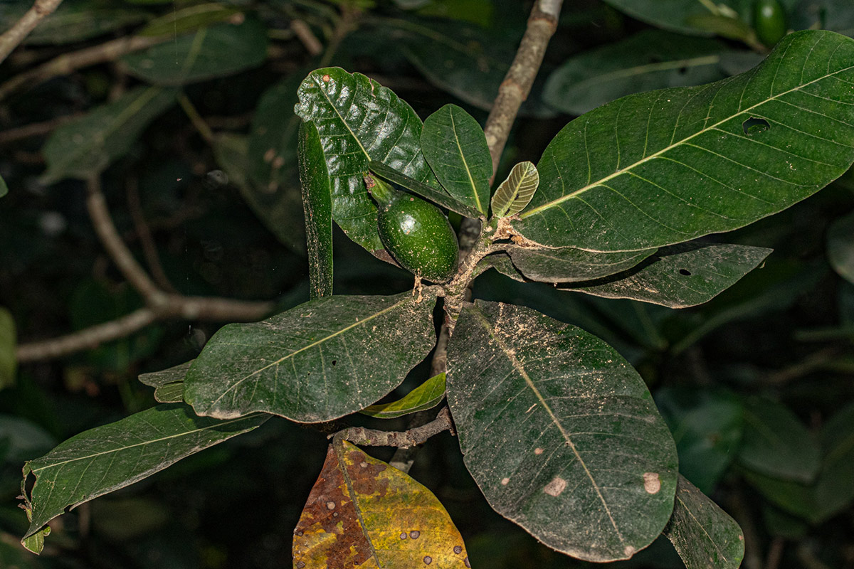 Gardenia imperialis subsp. imperialis Gardenia imperialis subsp. imperialis