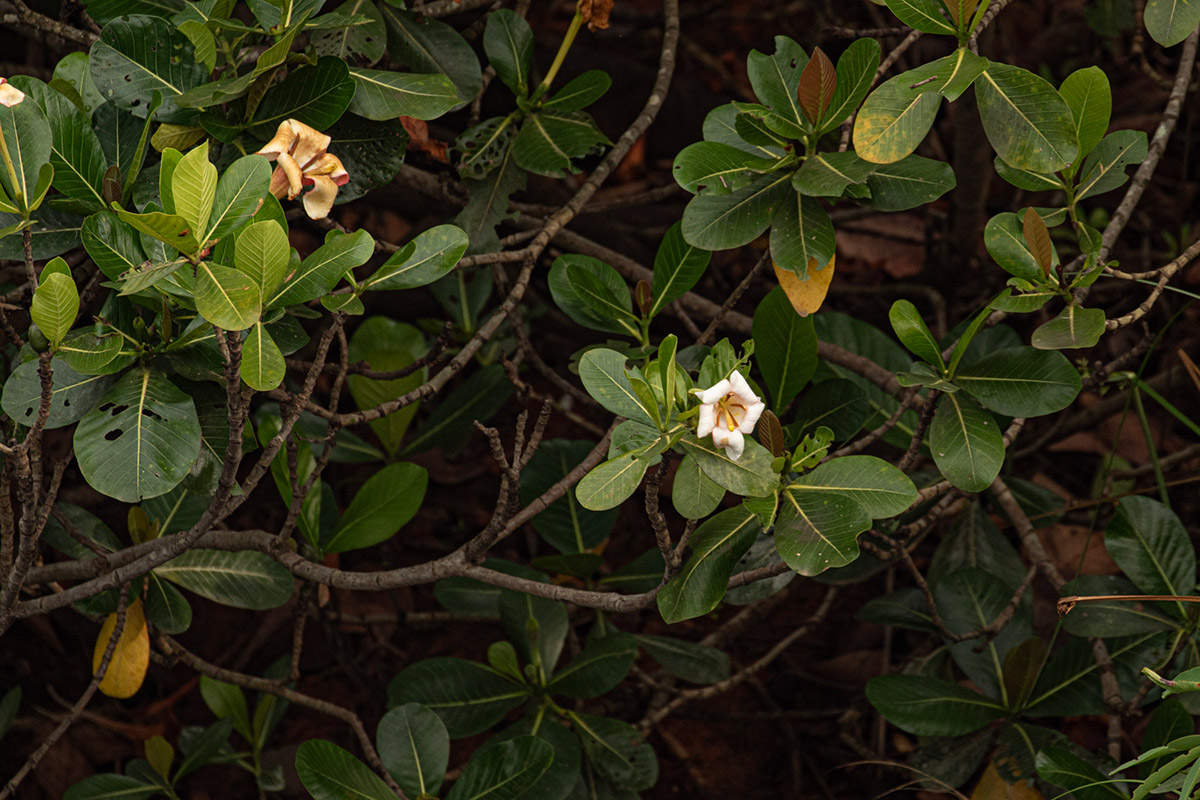 Gardenia imperialis subsp. imperialis Gardenia imperialis subsp. imperialis