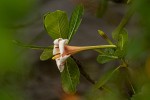 Gardenia imperialis subsp. imperialis