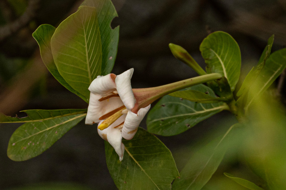 Gardenia imperialis subsp. imperialis Gardenia imperialis subsp. imperialis