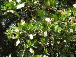 Gardenia imperialis subsp. imperialis