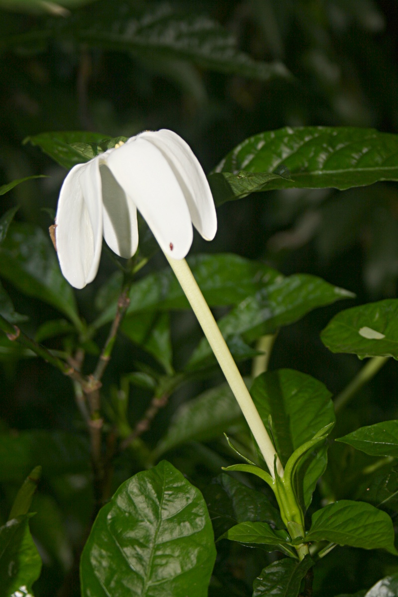 Gardenia posoquerioides
