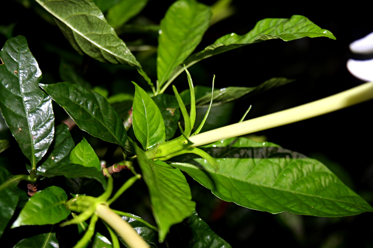 Gardenia posoquerioides