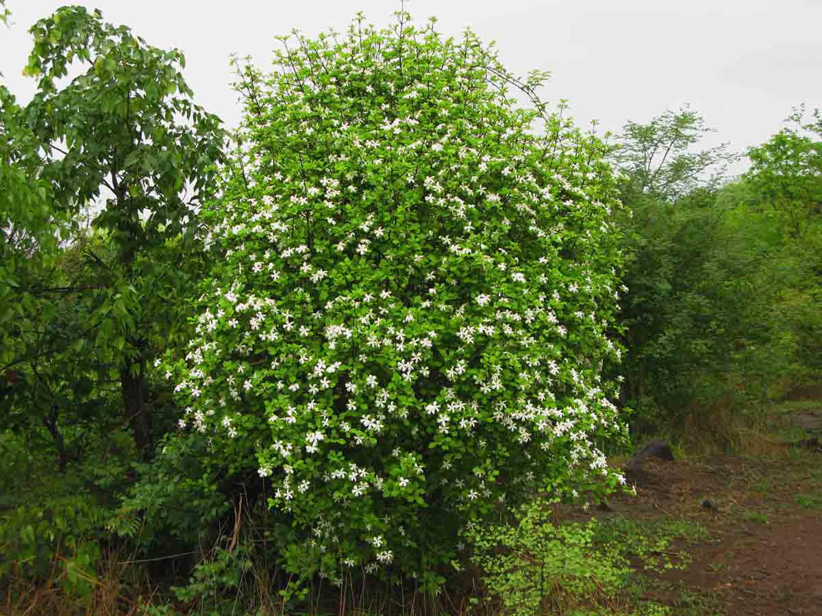 Gardenia resiniflua subsp. resiniflua