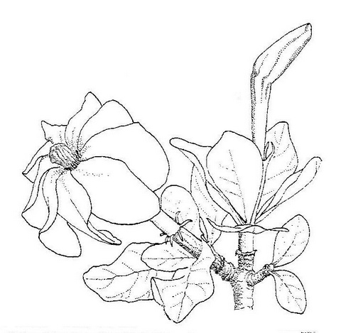 Gardenia ternifolia subsp. jovis-tonantis var. jovis-tonantis