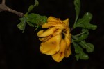 Gardenia ternifolia subsp. jovis-tonantis var. goetzei