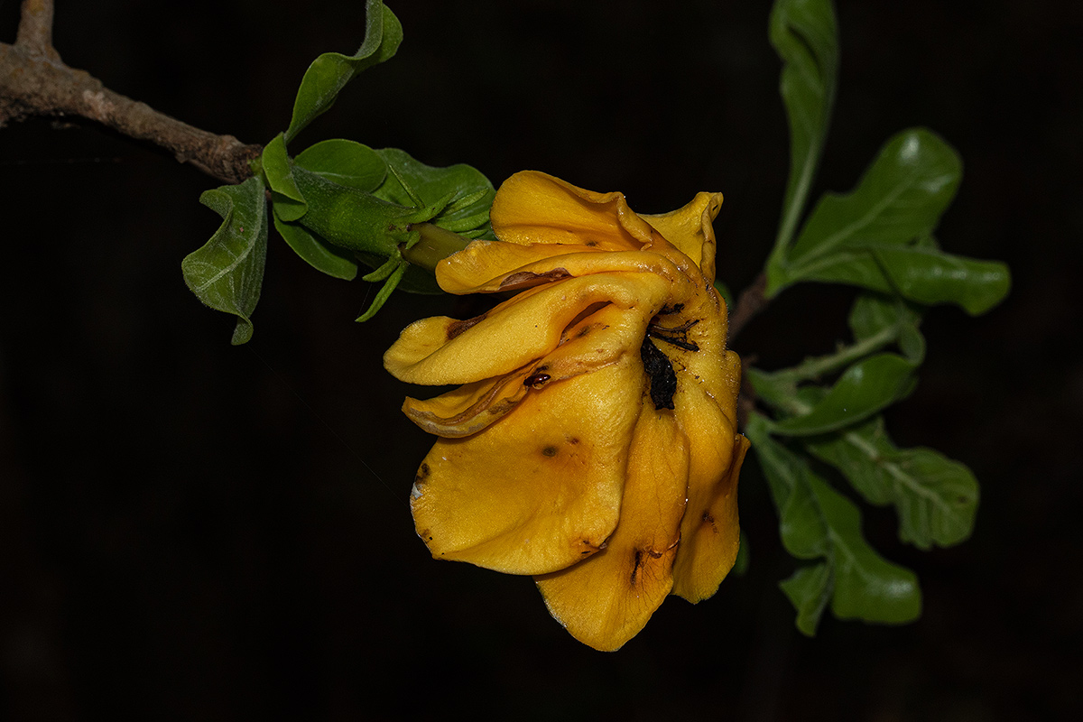 Gardenia ternifolia subsp. jovis-tonantis var. goetzei