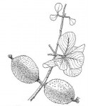 Gardenia volkensii subsp. spatulifolia