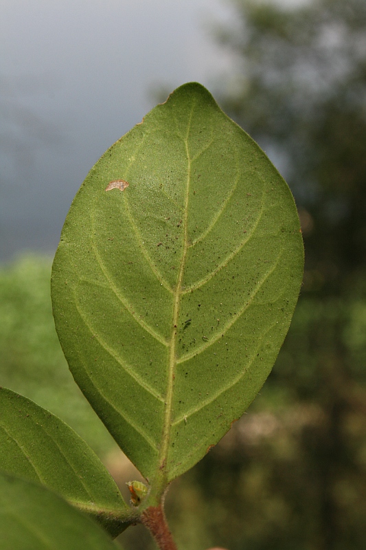 Rothmannia fischeri subsp. fischeri